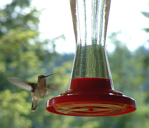 ratio sugar water hummingbird